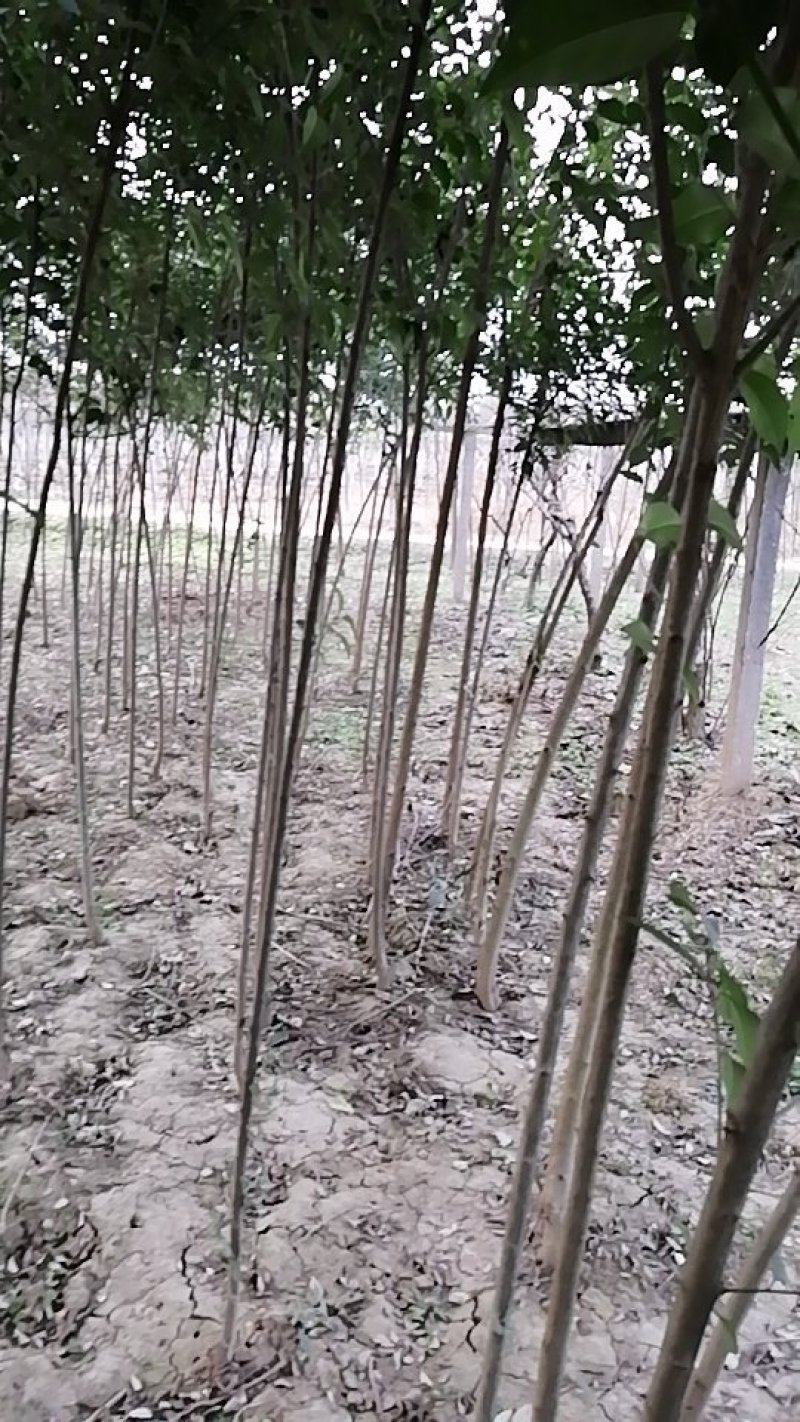 大叶女贞4cm以下