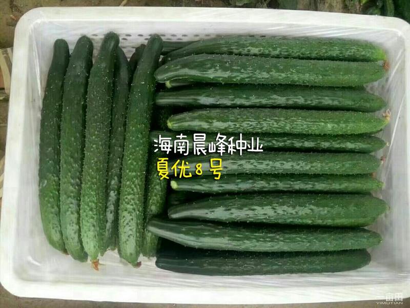 黄瓜种子-夏优8号耐热抗病黄瓜品种