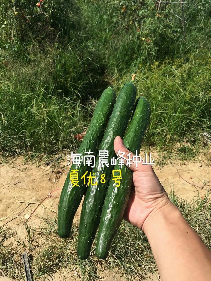 黄瓜种子-夏优8号耐热抗病黄瓜品种