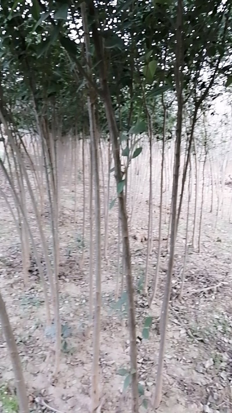 大叶女贞4cm以下