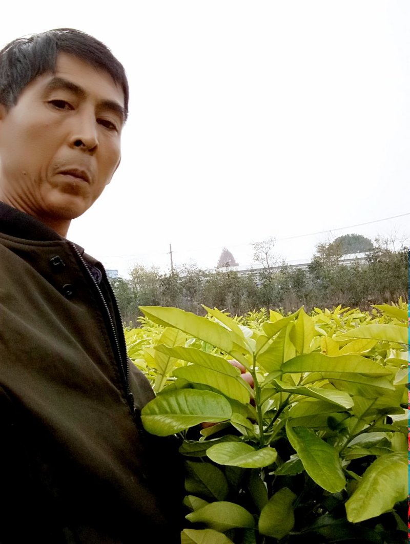 温州密桔苗一年苗，30公分高。起点