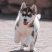 哈士奇纯种蓝眼哈士奇幼犬三把火哈士奇雪橇犬家养宠物狗活体
