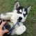 哈士奇纯种蓝眼哈士奇幼犬三把火哈士奇雪橇犬家养宠物狗活体