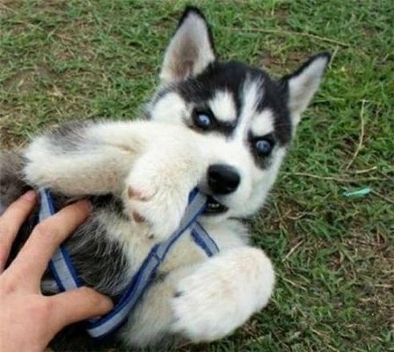 哈士奇纯种蓝眼哈士奇幼犬三把火哈士奇雪橇犬家养宠物狗活体