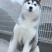 哈士奇纯种蓝眼哈士奇幼犬三把火哈士奇雪橇犬家养宠物狗活体