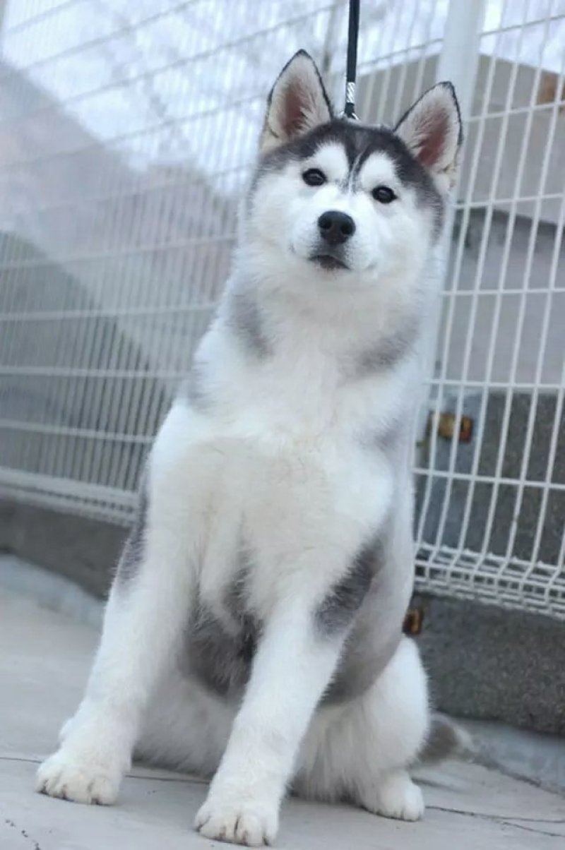 哈士奇纯种蓝眼哈士奇幼犬三把火哈士奇雪橇犬家养宠物狗活体