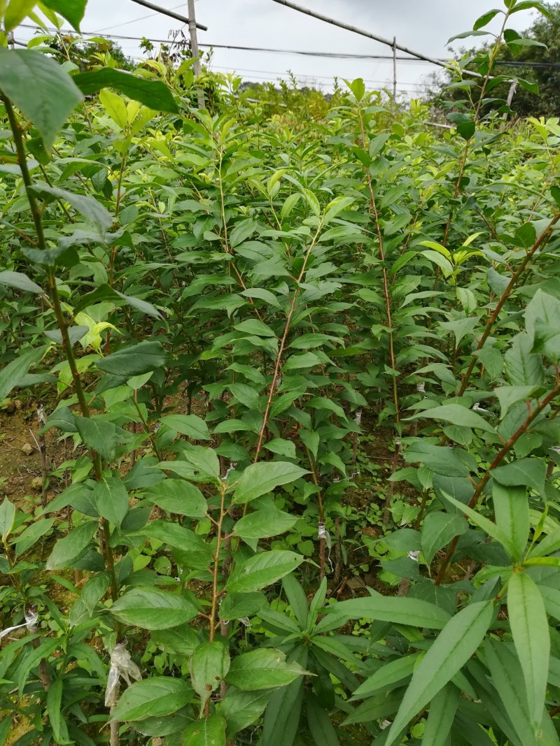 三华李树苗早熟三华李迟熟三华李苗