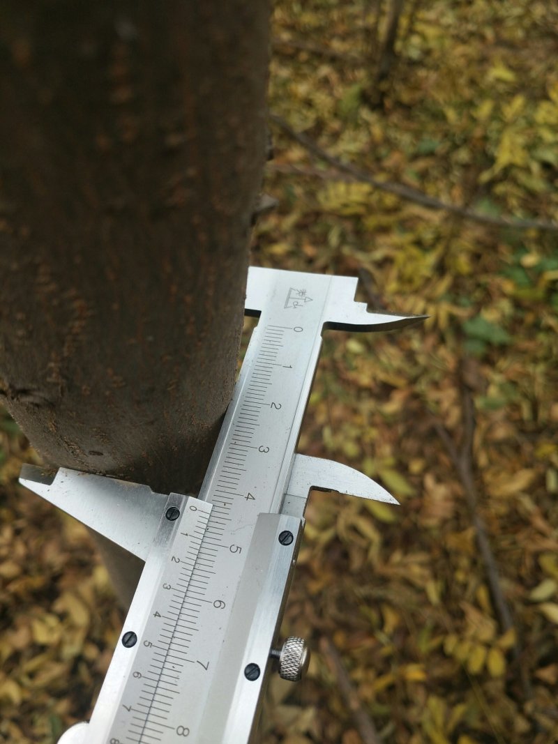 栾树4~5公分