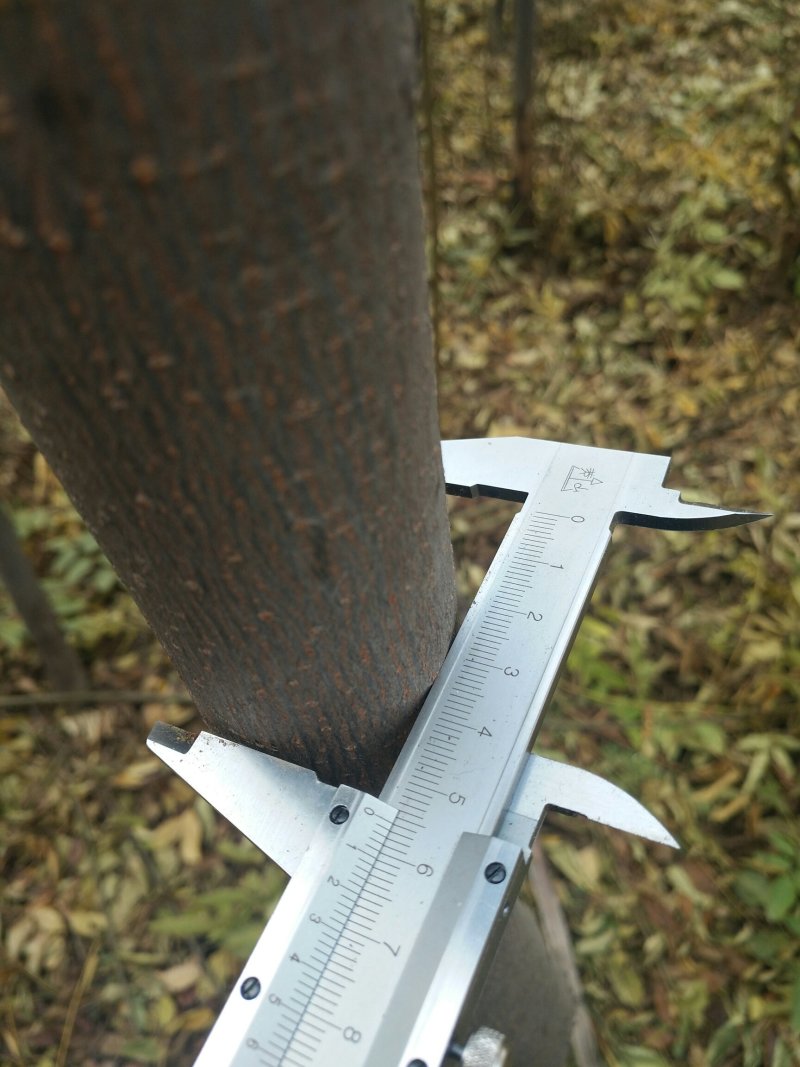 栾树4~5公分