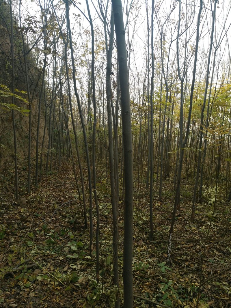 栾树4~5公分