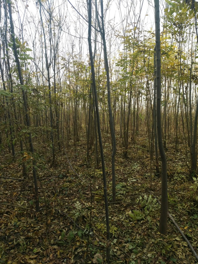 栾树4~5公分