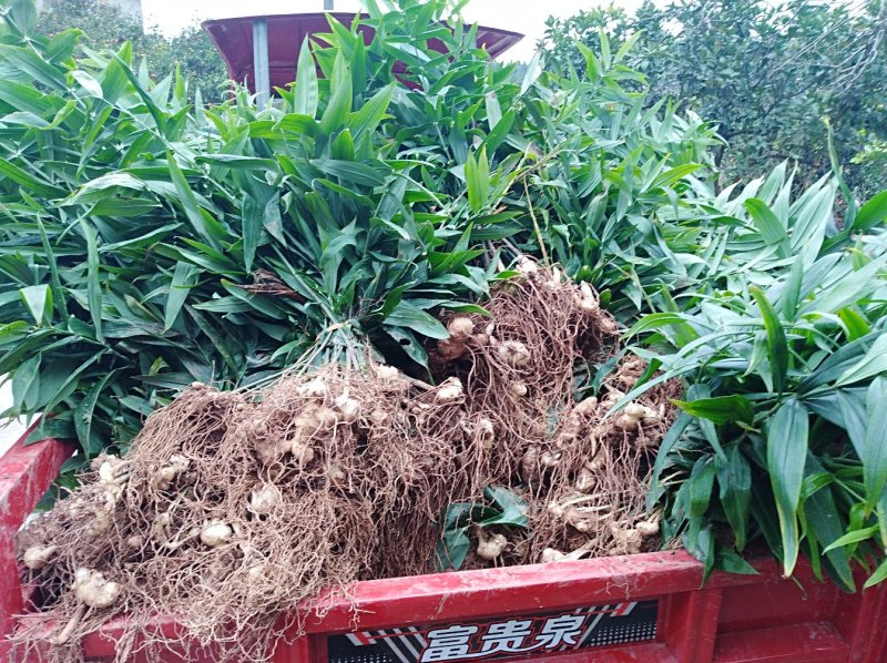 黄精块茎苗，大量供应，需要及时联系，需要赶快