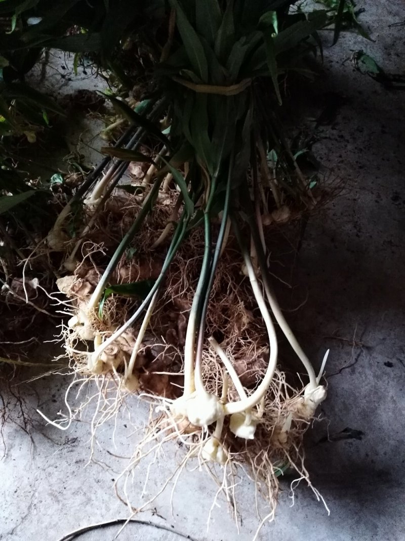 黄精块茎苗，大量供应，需要及时联系，需要赶快