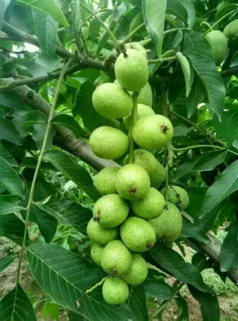 核桃苗