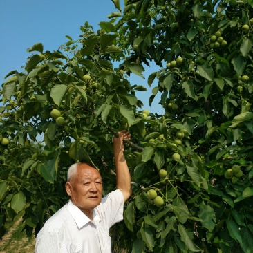 核桃苗