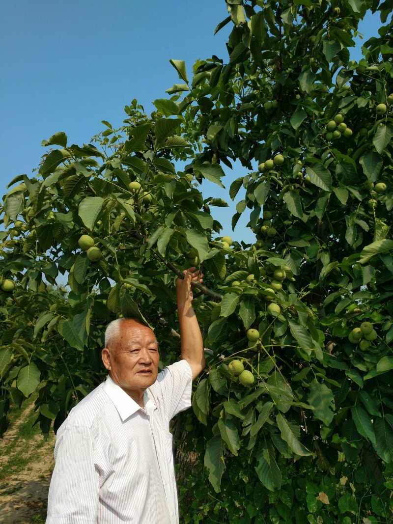 核桃苗
