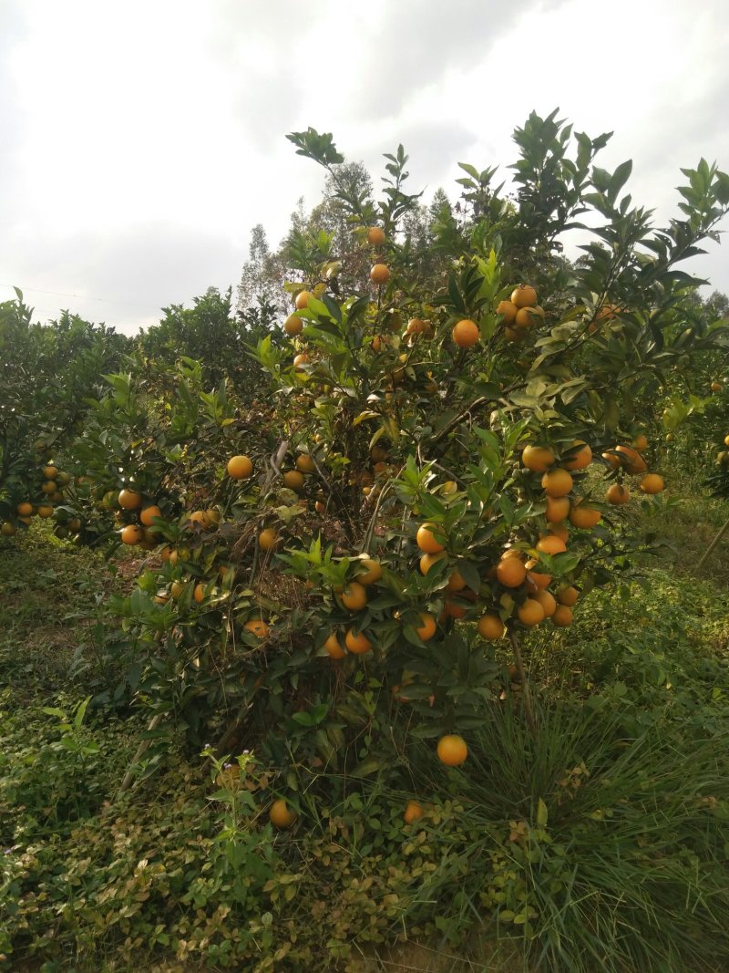 红江橙