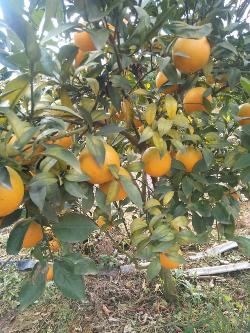 红江橙