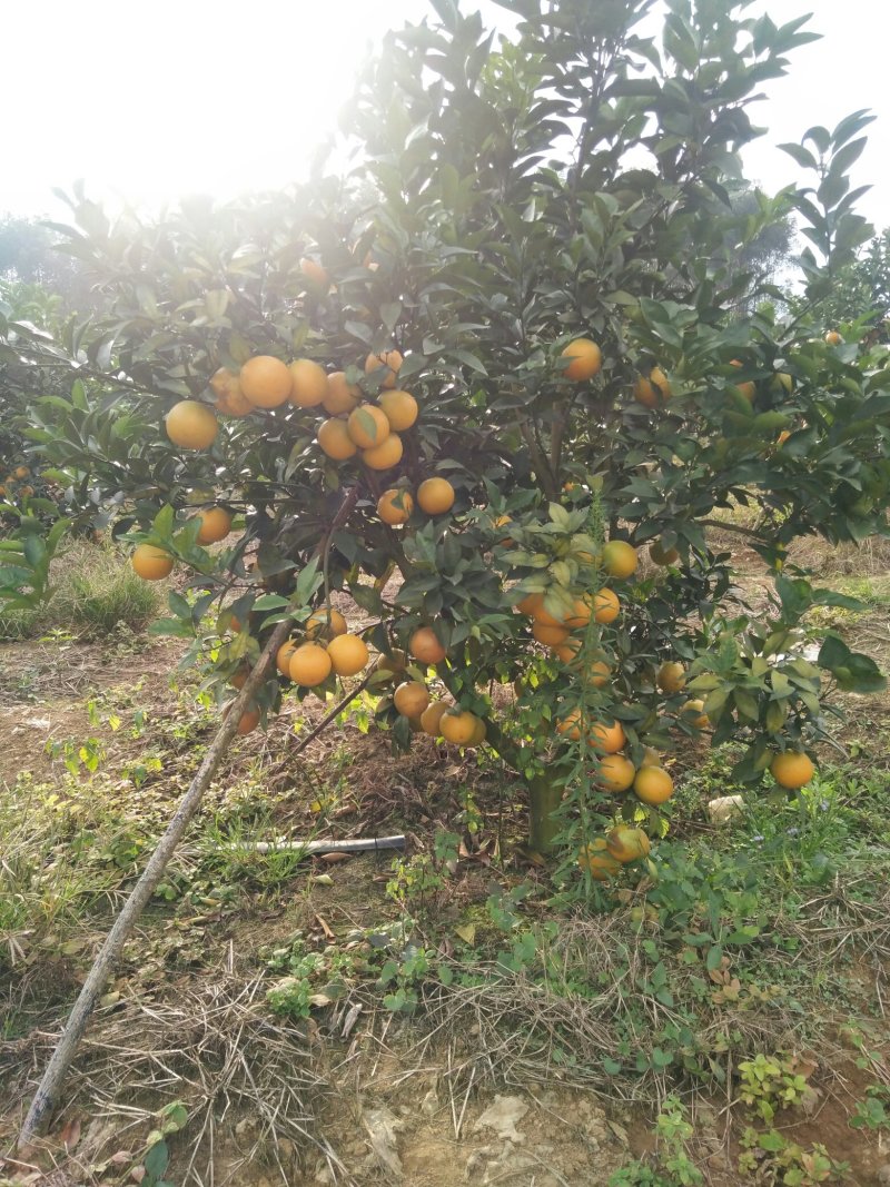 红江橙