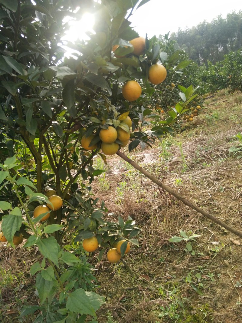 红江橙