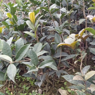 桂花树苗