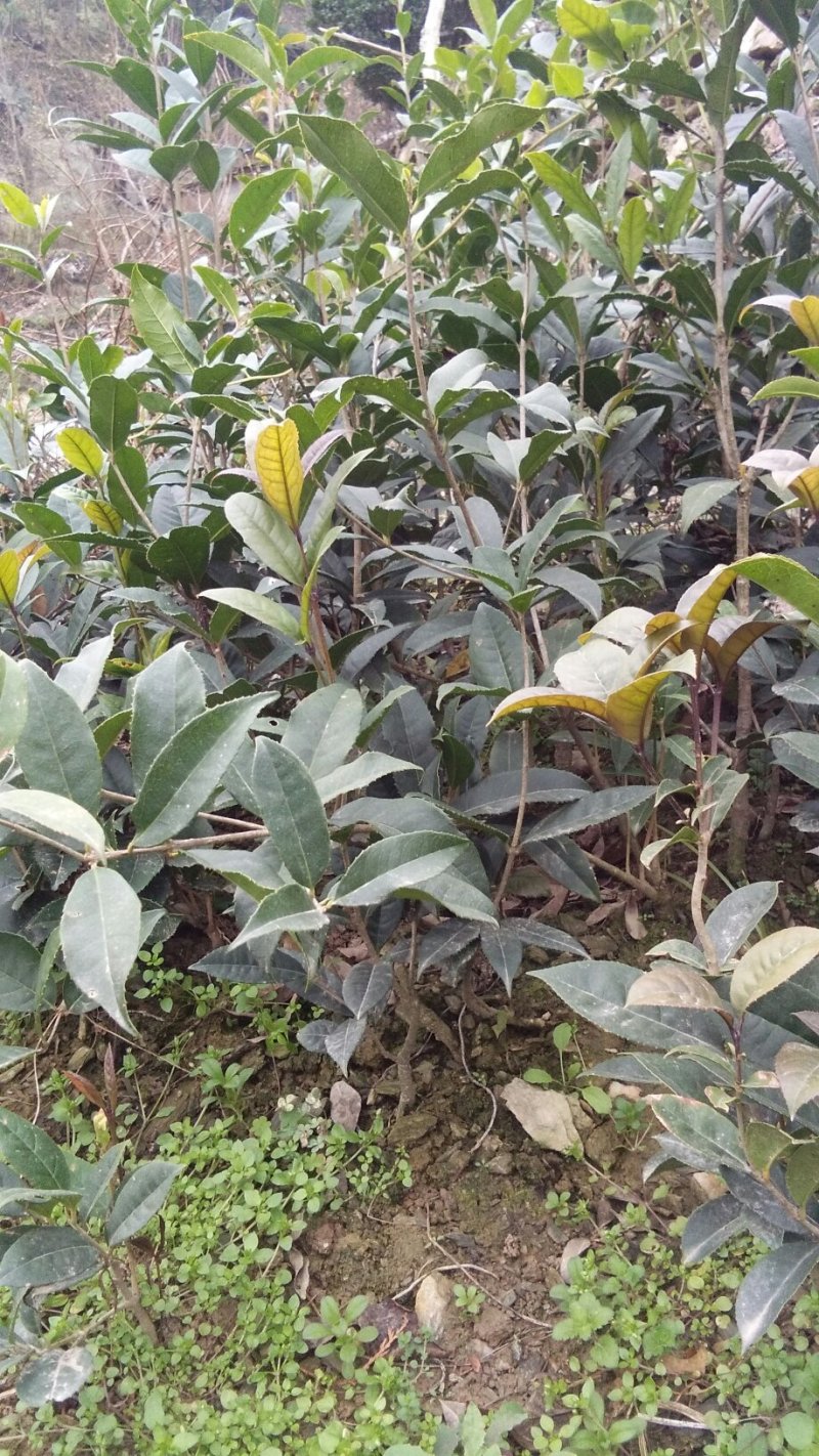 桂花树苗