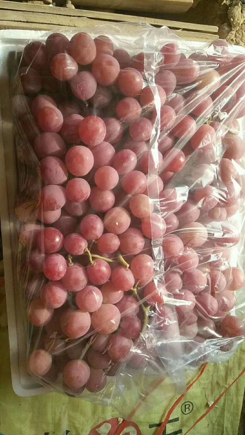 红提葡萄颗粒大颜色鲜红口感甜质量一级果供货源货到春节