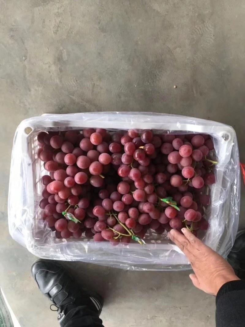 河北涿鹿红提颜色好口感甜