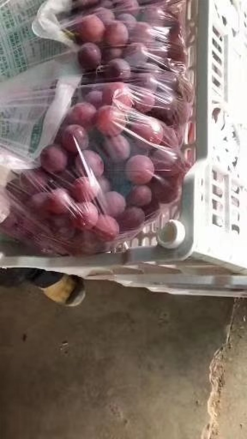 红提葡萄颜色鲜红，颗粒大，质量好口感甜9月中旬到春节有货