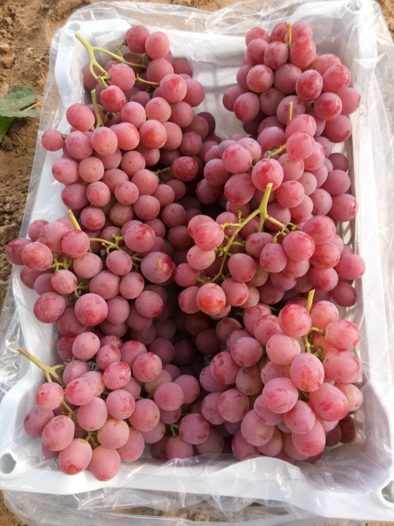 红提葡萄颜色鲜红，颗粒大，质量好口感甜9月中旬到春节有货
