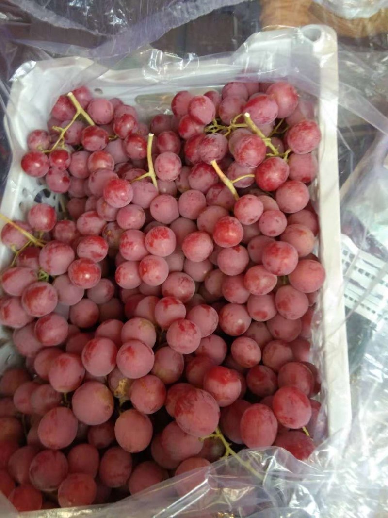 红提葡萄颜色鲜红，颗粒大，质量好口感甜9月中旬到春节有货