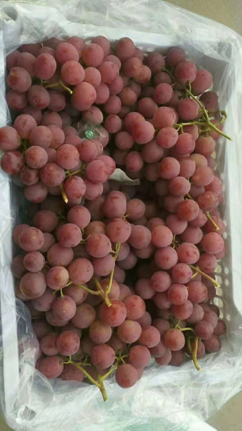 红提葡萄颜色鲜红，颗粒大，质量好口感甜9月中旬到春节有货