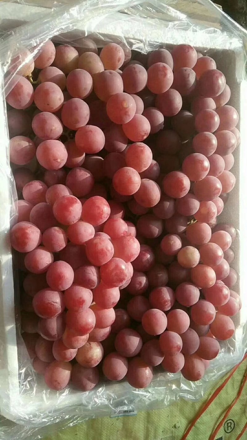红提葡萄颜色鲜红，颗粒大，质量好口感甜9月中旬到春节有货