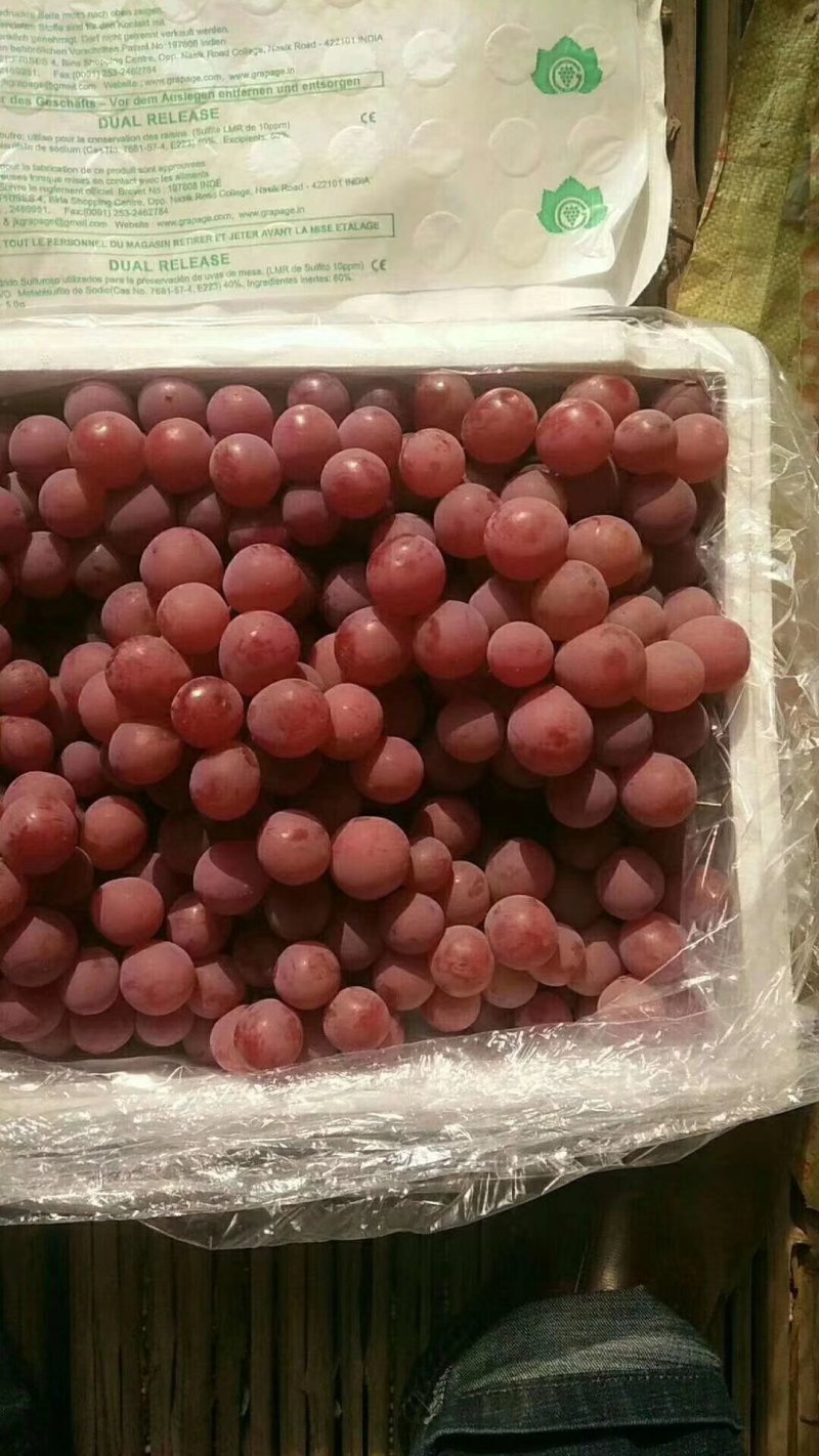 红提葡萄颜色鲜红，颗粒大，质量好口感甜9月中旬到春节有货