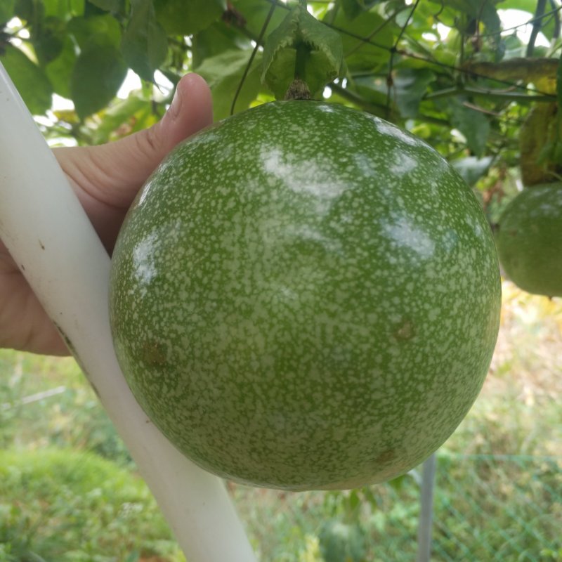 金霸嫁接苗