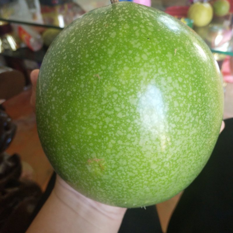 金霸嫁接苗