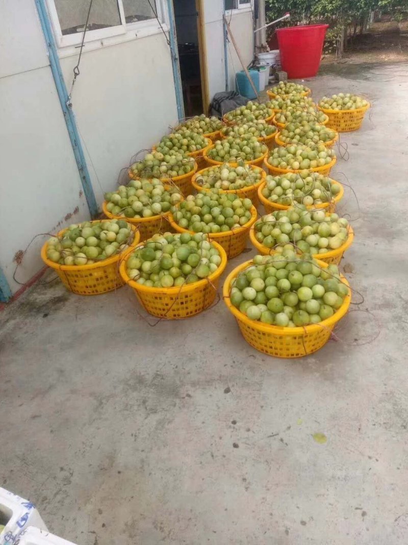 黄金芭乐百香果直生苗
