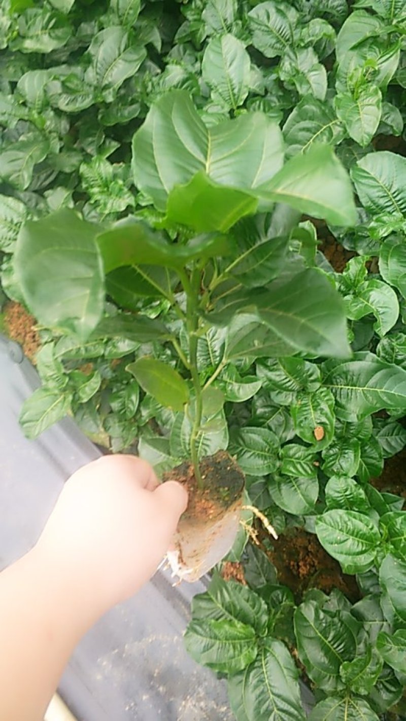 黄金芭乐百香果直生苗