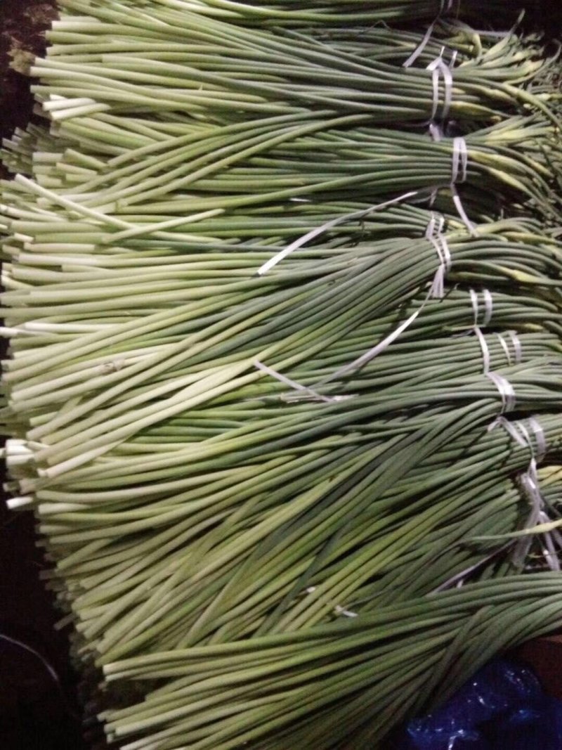 冷库蒜苔货源充足产地直发全国发货保质保量红臺白臺