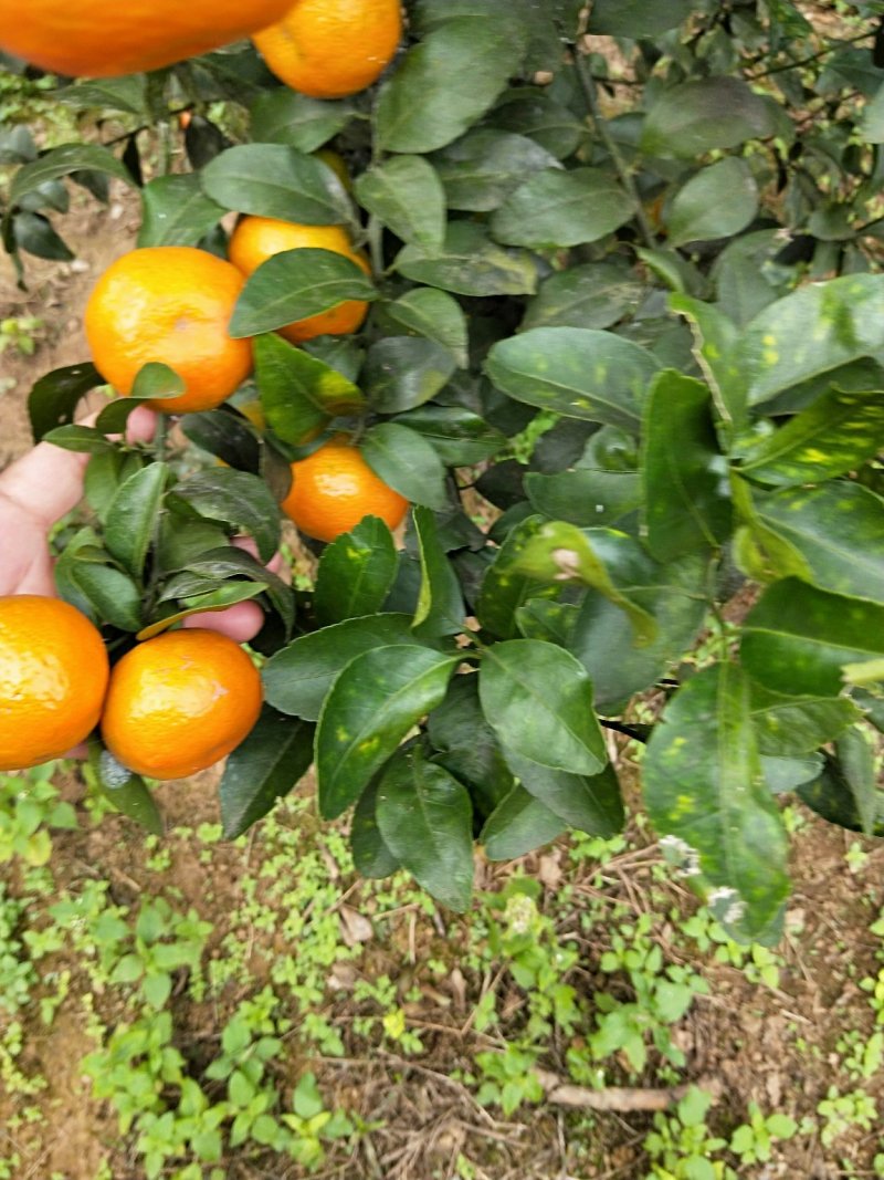 沙糖桔