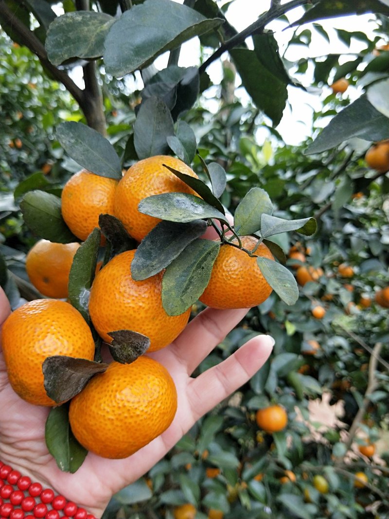 沙糖桔