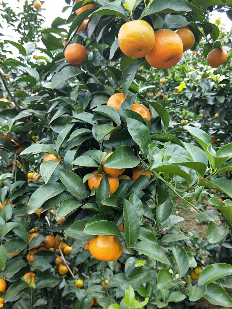沙糖桔