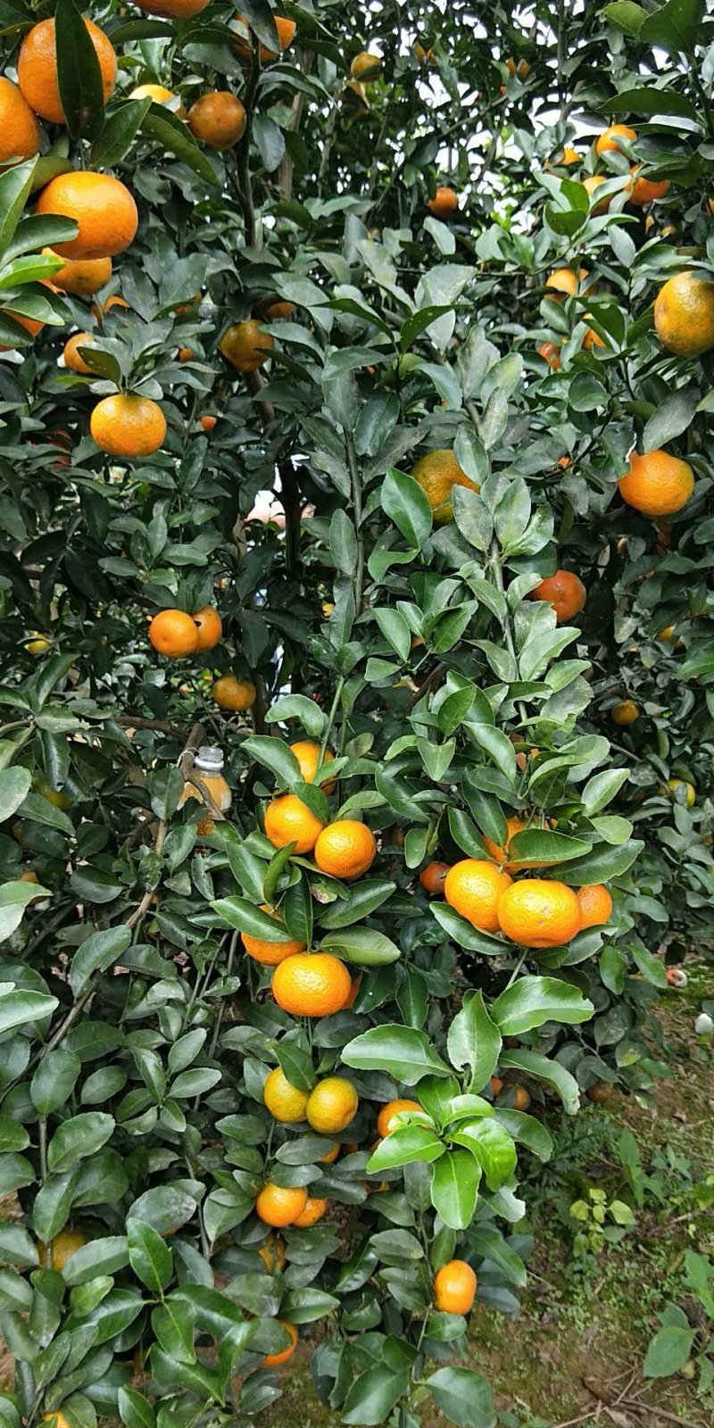 沙糖桔