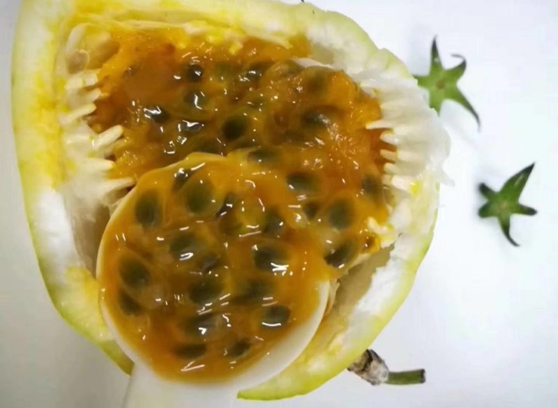 芭乐味黄金百香果嫁接苗