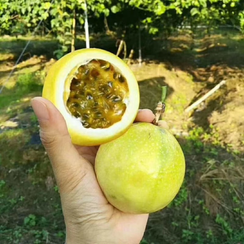 芭乐味黄金百香果嫁接苗