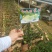 芭乐味黄金百香果嫁接苗