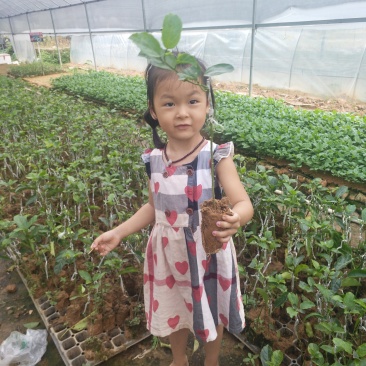 芭乐味黄金百香果嫁接苗
