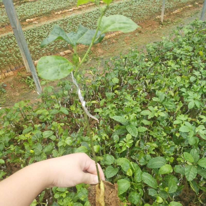 芭乐味黄金百香果嫁接苗