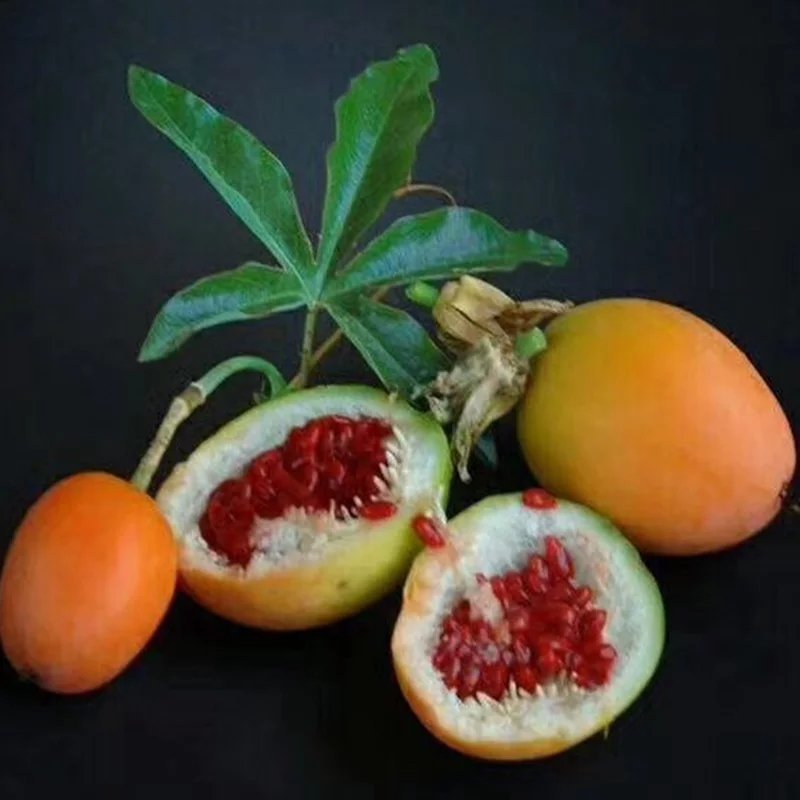 蓝冠百香果嫁接苗