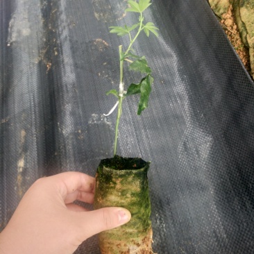 蓝冠百香果嫁接苗